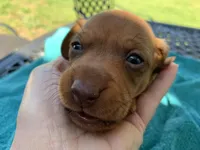 Spencer. Smooth coat, a male Miniature Dachshund for sale in Lucedale, MS – Photo 2 of 10