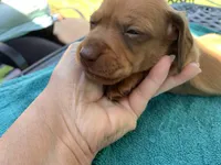 Spencer. Smooth coat, a male Miniature Dachshund for sale in Lucedale, MS – Photo 3 of 10