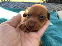 Spencer. Smooth coat, a male Miniature Dachshund for sale in Lucedale, MS – Photo 5 of 10