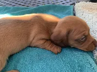 Spencer. Smooth coat, a male Miniature Dachshund for sale in Lucedale, MS – Photo 8 of 10