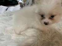 Leon t cup, a male Pomeranian for sale in Lucedale, MS – 4 of 10