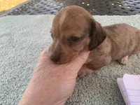 Maverick dapple piebald, a male Miniature Dachshund for sale in Lucedale, MS – Photo 2 of 8