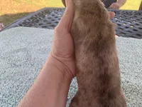 Maverick dapple piebald, a male Miniature Dachshund for sale in Lucedale, MS – Photo 3 of 8