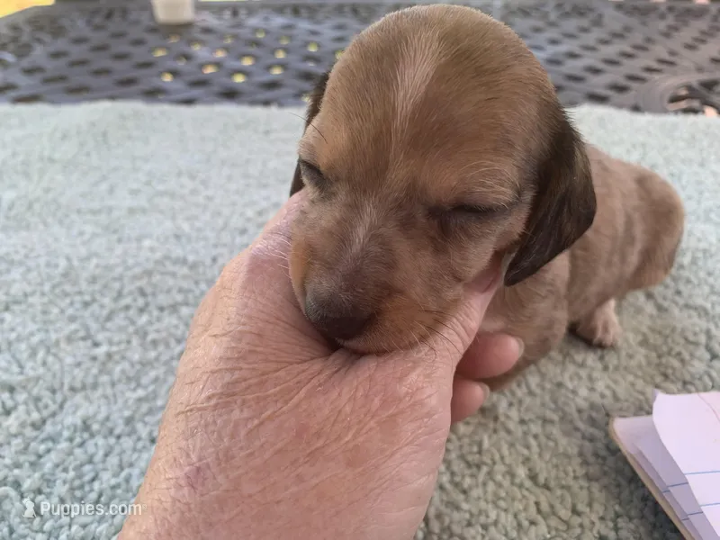 Maverick dapple piebald – Miniature Dachshund puppy for sale in Lucedale, MS