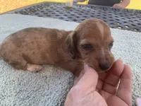 Maverick dapple piebald, a male Miniature Dachshund for sale in Lucedale, MS – Photo 5 of 8