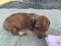 Maverick dapple piebald, a male Miniature Dachshund for sale in Lucedale, MS – Photo 6 of 8