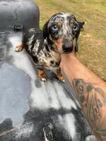 Maverick dapple piebald, a male Miniature Dachshund for sale in Lucedale, MS – Photo 8 of 8