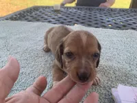 Maverick dapple piebald, a male Miniature Dachshund for sale in Lucedale, MS – Photo 4 of 8