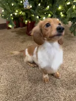 Maverick dapple piebald, a male Miniature Dachshund for sale in Lucedale, MS – Photo 7 of 8