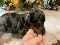 Drake , a male Miniature Dachshund for sale in Lucedale, MS – 4 of 9