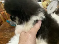 Rambo t/cup, a male Pomeranian for sale in Lucedale, MS – 6 of 10