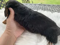 Long hair male, a male Miniature Dachshund for sale in Lucedale, MS – 7 of 10