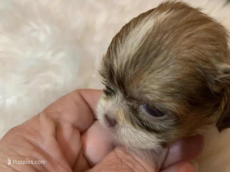 Carmel – Shih Tzu puppy for sale in Lucedale, MS