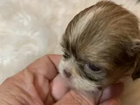 Carmel, a female Shih Tzu for sale in Lucedale, MS – 1 of 7