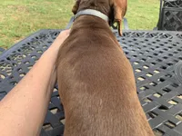 Walnut girl, a female Miniature Dachshund for sale in Lucedale, MS – Photo 5 of 7