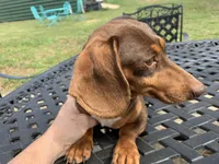 Walnut girl, a female Miniature Dachshund for sale in Lucedale, MS – Photo 4 of 7