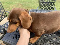 Walnut girl, a female Miniature Dachshund for sale in Lucedale, MS – Photo 7 of 7