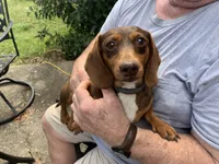 Walnut girl, a female Miniature Dachshund for sale in Lucedale, MS – Photo 3 of 7