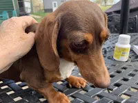 Walnut girl, a female Miniature Dachshund for sale in Lucedale, MS – Photo 1 of 7