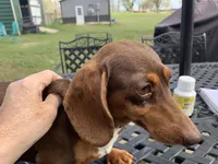 Walnut girl, a female Miniature Dachshund for sale in Lucedale, MS – Photo 2 of 7