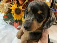 Drake , a male Miniature Dachshund for sale in Lucedale, MS – 5 of 9