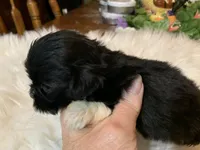 Tiny, a male Shih Tzu for sale in Lucedale, MS – 2 of 6