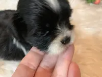 Henry, a male Shih Tzu for sale in Lucedale, MS – 7 of 8