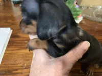 Tinker bell smooth coat. , a female Miniature Dachshund for sale in Lucedale, MS – Photo 5 of 6