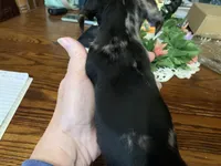 Tinker bell smooth coat. , a female Miniature Dachshund for sale in Lucedale, MS – Photo 3 of 6