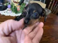 Tinker bell smooth coat. , a female Miniature Dachshund for sale in Lucedale, MS – Photo 1 of 6