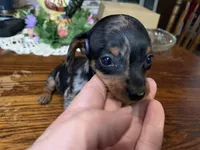 Tinker bell smooth coat. , a female Miniature Dachshund for sale in Lucedale, MS – Photo 2 of 6