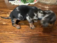 Tinker bell smooth coat. , a female Miniature Dachshund for sale in Lucedale, MS – Photo 6 of 6