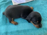 Randy smooth coat, a male Miniature Dachshund for sale in Lucedale, MS – Photo 8 of 10