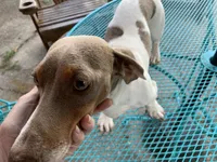 Randy smooth coat, a male Miniature Dachshund for sale in Lucedale, MS – Photo 9 of 10