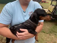 Randy smooth coat, a male Miniature Dachshund for sale in Lucedale, MS – Photo 10 of 10