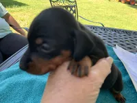 Randy smooth coat, a male Miniature Dachshund for sale in Lucedale, MS – Photo 1 of 10