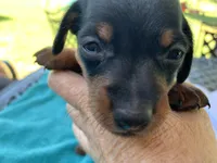 Randy smooth coat, a male Miniature Dachshund for sale in Lucedale, MS – Photo 7 of 10