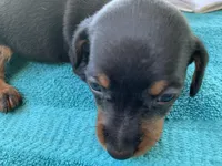 Randy smooth coat, a male Miniature Dachshund for sale in Lucedale, MS – Photo 3 of 10