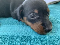 Randy smooth coat, a male Miniature Dachshund for sale in Lucedale, MS – Photo 2 of 10