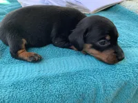 Randy smooth coat, a male Miniature Dachshund for sale in Lucedale, MS – Photo 4 of 10