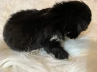 Tiny, a male Shih Tzu for sale in Lucedale, MS – 4 of 6