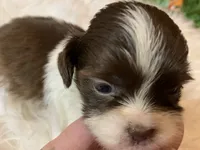 Ricky, a male Shih Tzu for sale in Lucedale, MS – 2 of 6