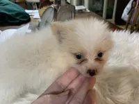 Leon t cup, a male Pomeranian for sale in Lucedale, MS – 2 of 10