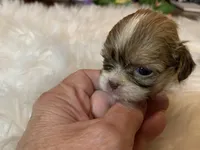 Carmel, a female Shih Tzu for sale in Lucedale, MS – 7 of 7