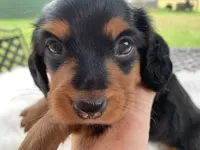 Long hair male, a male Miniature Dachshund for sale in Lucedale, MS – 6 of 10