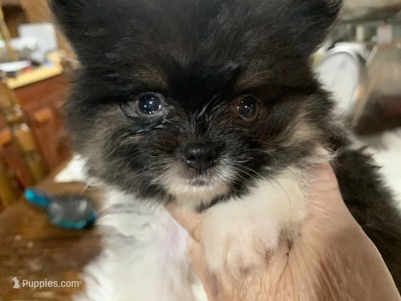 Rambo t/cup – Pomeranian puppy for sale in Lucedale, MS