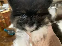 Rambo t/cup, a male Pomeranian for sale in Lucedale, MS – 1 of 10