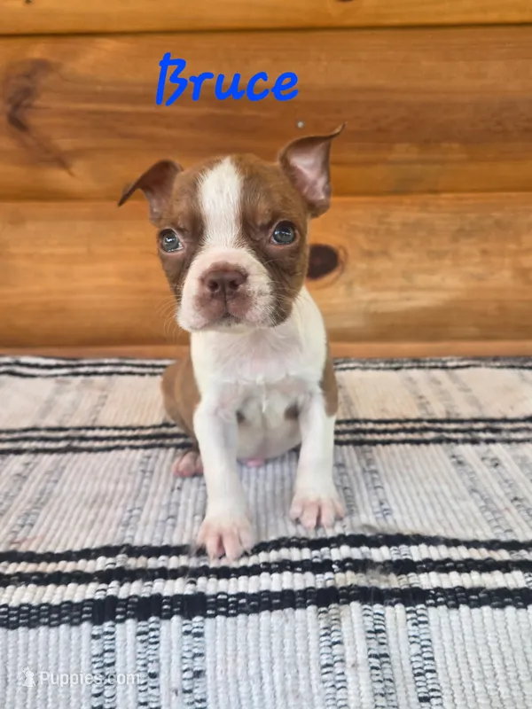 Bruce – Boston Terrier puppy for sale in Lucedale, MS