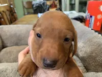 Butch smooth coat, a male Miniature Dachshund for sale in Lucedale, MS – Photo 1 of 8