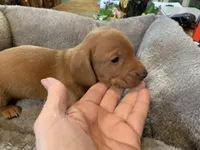 Butch smooth coat, a male Miniature Dachshund for sale in Lucedale, MS – Photo 5 of 8